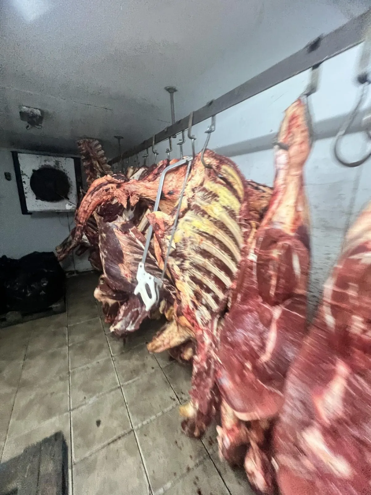 Carcasses in an abattoir chill hall where drains and floor junctions shelter Listeria