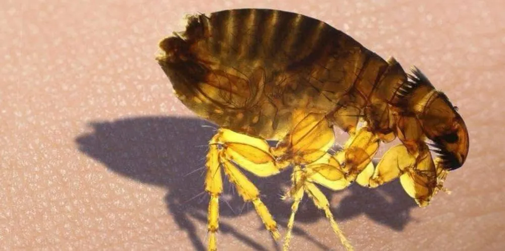 Cat flea, Ctenocephalides felis, a small dark laterally flattened jumping insect associated with rodents and animals around food premises