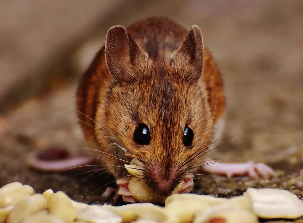 House mouse, Mus musculus, a small grey-brown rodent with large ears, pointed snout and a slender tail as long as its body, a common indoor pest in food warehouses