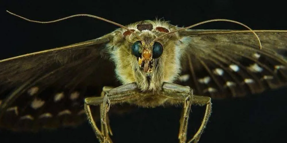 Stored product moth, Ephestia kuehniella and Plodia interpunctella, small grey and bronze moths that infest flour, grain and dried goods in South African mills and warehouses